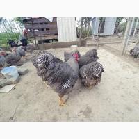 Інкубаційне яйце, птиця, курчата, Плімутрок - смугастий, срібло