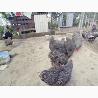 Інкубаційне яйце, птиця, курчата, Плімутрок - смугастий, срібло