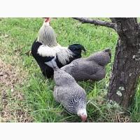 Інкубаційне яйце, птиця, курчата, Плімутрок - смугастий, срібло