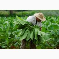 Справжня самосадна махорка з нашої садиби