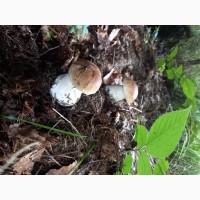 Білий гриб сушений. Збір в Карпатах2024