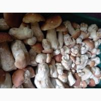 Білий гриб сушений. Збір в Карпатах2024