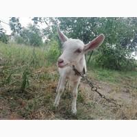 Продам кізочку козичку козеня Зааненська порода 3 місяці