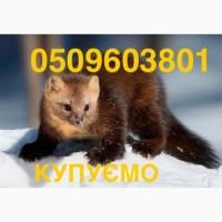 Куниця лісова і камʼянка НАЙДОРОЖЧЕ КУПУЄМО