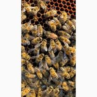 Продаж бджоломаток „Бакфаст“