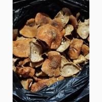 Червоні мухомори