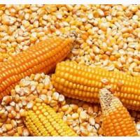 Продам кукурудзу, 1000 т., Чернігівська обл., с.Товкачівка