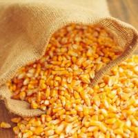 Продам кукурудзу, 5000 т., Полтавська обл., с.Заріг