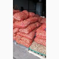 Продам цибулю