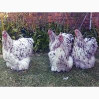 Яйце інкубаційне.Курчата, Орпінгтон - блакитний, спліш, зозулений