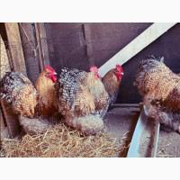 Яйце інкубаційне.Курчата, Орпінгтон - блакитний, спліш, зозулений