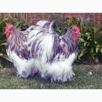 Яйце інкубаційне.Курчата, Орпінгтон - блакитний, спліш, зозулений