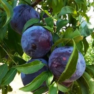 Саджанці диплоїдної сливи Блек Стар - 2-річний