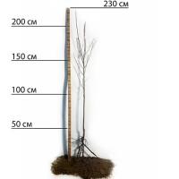 Саджанці диплоїдної сливи Блек Стар - 2-річний