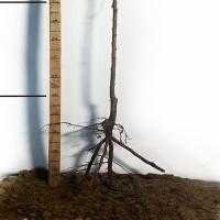 Саджанці диплоїдної сливи Блек Стар - 2-річний