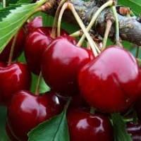 Одеська обл. | Черешня Мелітопольська рання | Прямі поставки | Оплата готівка/ФОП