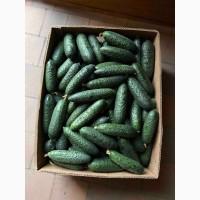 Куплю свіжий огірок