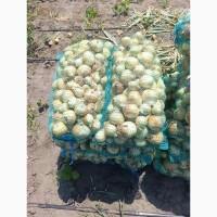 Продам цибуля молода сорт Троя