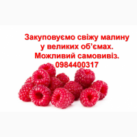 Закупимо МАЛИНУ у великих обʼємах