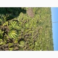 Кавун Продюсер(США) дуже солодкий Черкаська обл