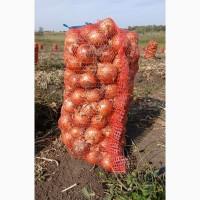 Продам цибулю, сорт Медуза