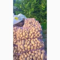 Продам Картоплю товарну