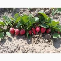 Продам Редиску оптом