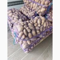 Продам картоплю сорт Гранада