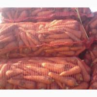 Морква 2 категорії гуртом • Сітка 20 кг • Для великих обсягів від 10 тонн