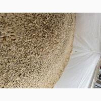 Продам насіння гарбуза сорт Турка/Болгарка