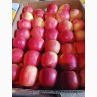 Продам яблука урожаю 2025 року із власного саду