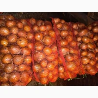 Продам цибулю опт