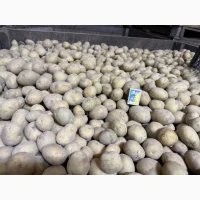 Продам насіннєву картоплю сорт Рівʼєра