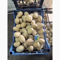 Продам насіннєву картоплю сорт Рівʼєра