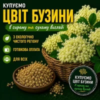 Цвіт Бузини