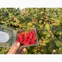 Продам малину садову великим оптом Волинська обл