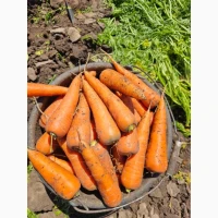 Продам качественную морковь Абако