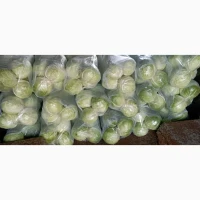 Продам капусту сетевое качество
