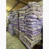 Продам крупний часник оптом багато тон