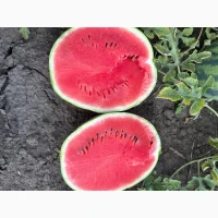 Продам кавун Карістан