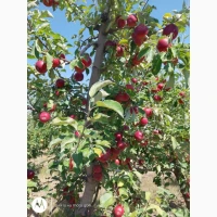 Продам яблука сорт Прім Руж (ранні) урожай 2026, Чернівецька область