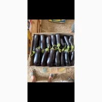 Продам баклажан