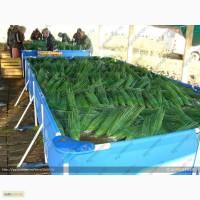 Куплю Зелёный лук