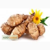 Топинамбур, цвет