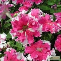 Продам семена Петуния крупноцветковая бахромчатая Каркулка F1