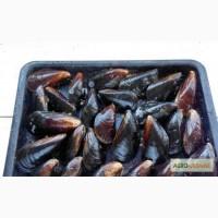 Мидии в ракушках живые черноморские отборные. Доставка по Украине
