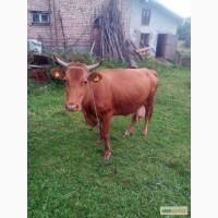Продам гуцульську корову