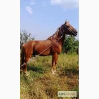 Продается жеребец торийской породы