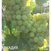 Саженцы винограда элитных столовых и винных сортов