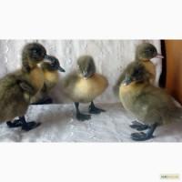 Продам утят, цыплят и гусят суточных и подросченных